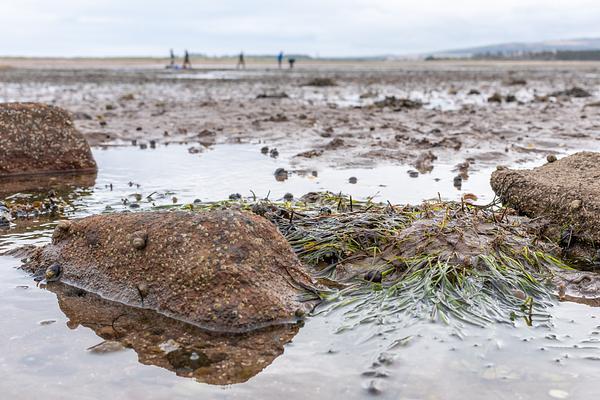 Patch of seagrass at Belhaven Bay.