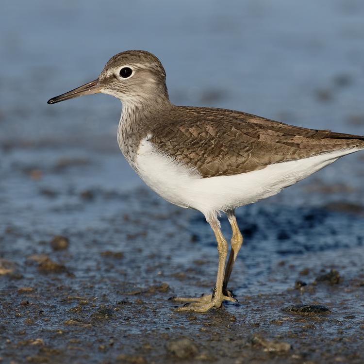 Common Sandpiper photo