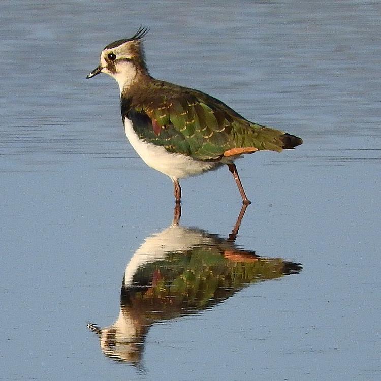 Lapwing photo