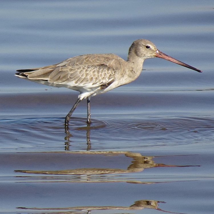 Black-tailed Godwit photo
