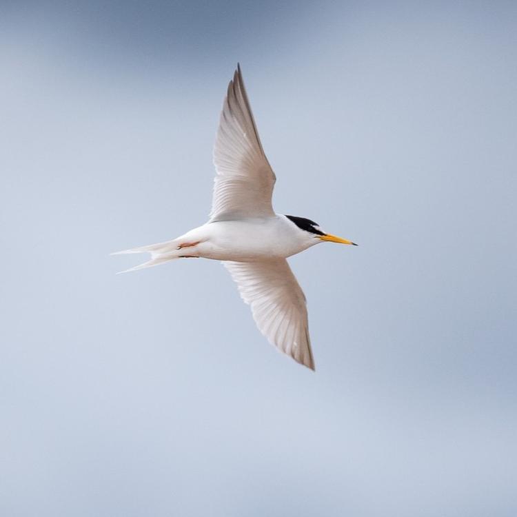 Little tern photo