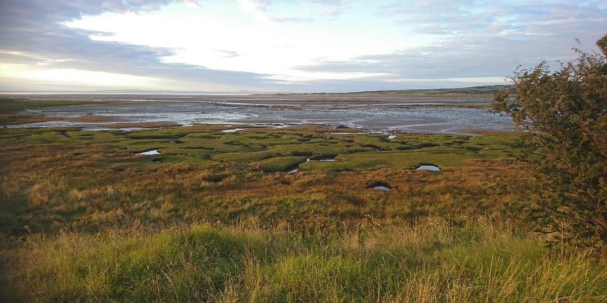 Saltmarsh habitats - Scottish Seabird Centre