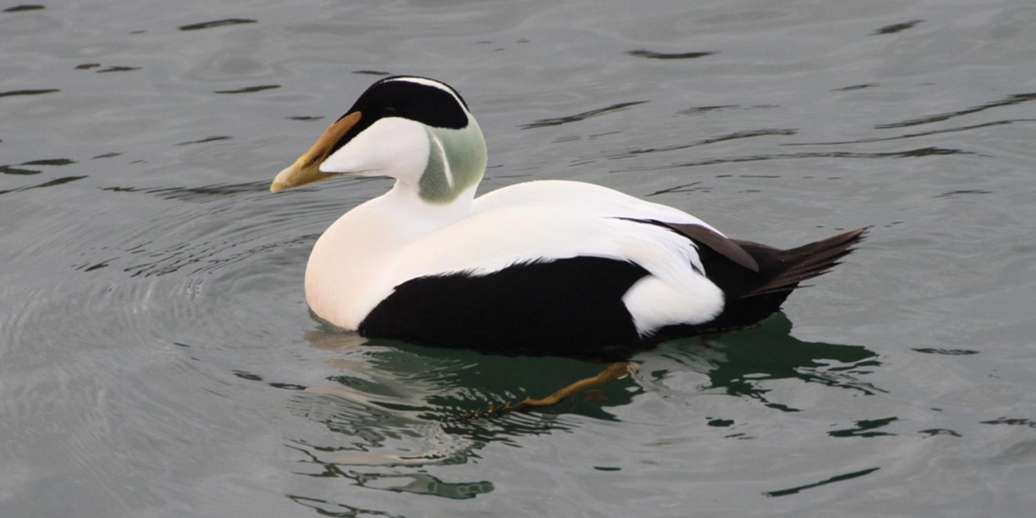 A Bird for all Seasons - Scottish Seabird Centre